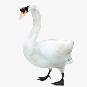 3D Swan