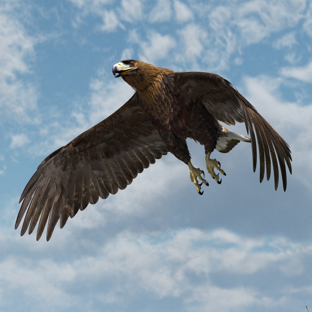 3d model golden eagle https://p.turbosquid.com/ts-thumb/wT/FFMwyq/6337cQ0h/cam3465/jpg/1377052668/1920x1080/fit_q87/b7ddf7bafd23cda0bfe596ffdf3dfe121a690ae3/cam3465.jpg