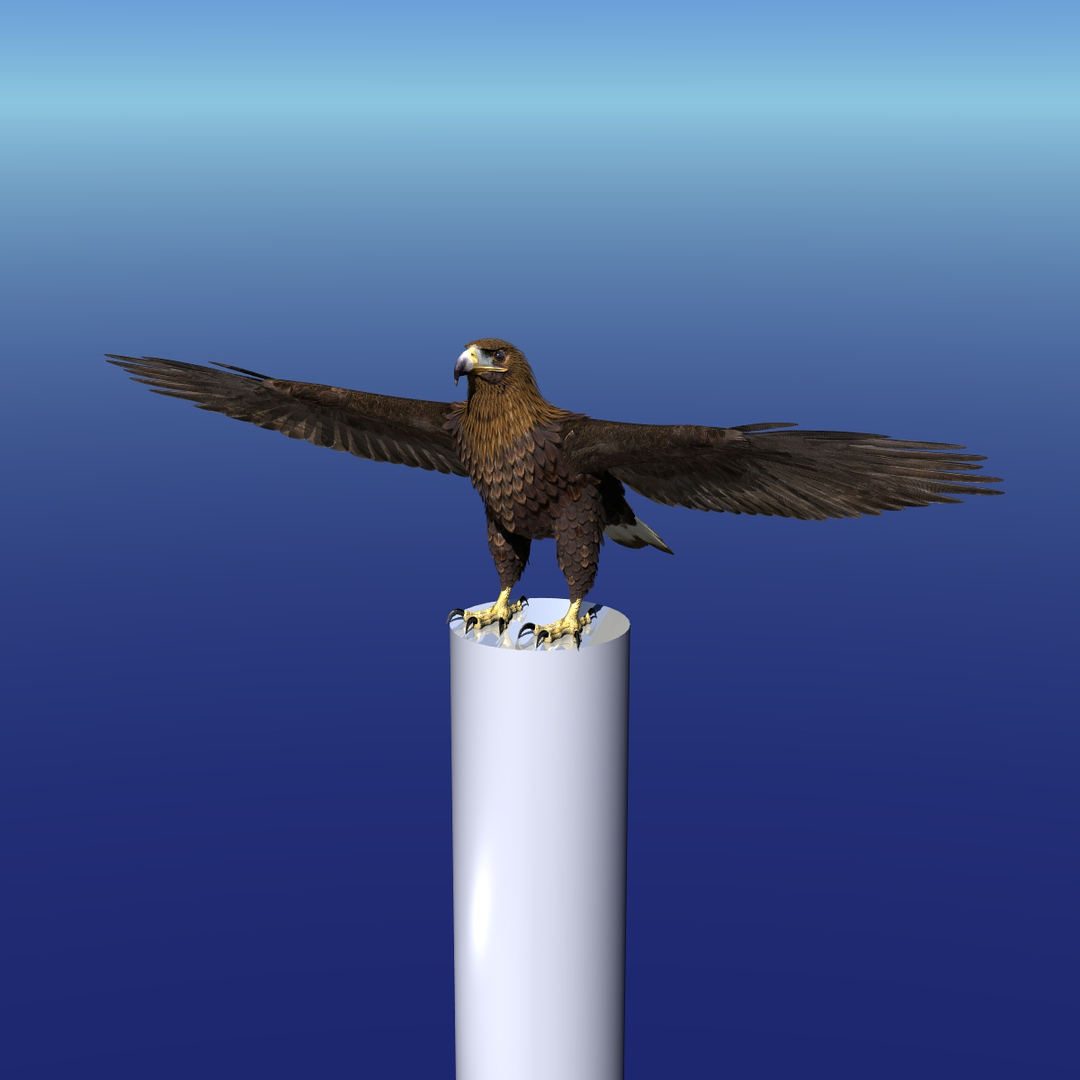 3d model golden eagle https://p.turbosquid.com/ts-thumb/wT/FFMwyq/Dq1l6Bb1/betthigh/jpg/1377052925/1920x1080/turn_fit_q99/815e03c974597f26331684594504126fd689e9ef/betthigh-1.jpg