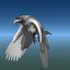 Aquila reale