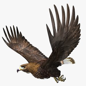 Golden Eagle