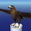 Aquila reale