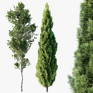 AV Mediterranean Cypress and Birch 2trees 3D