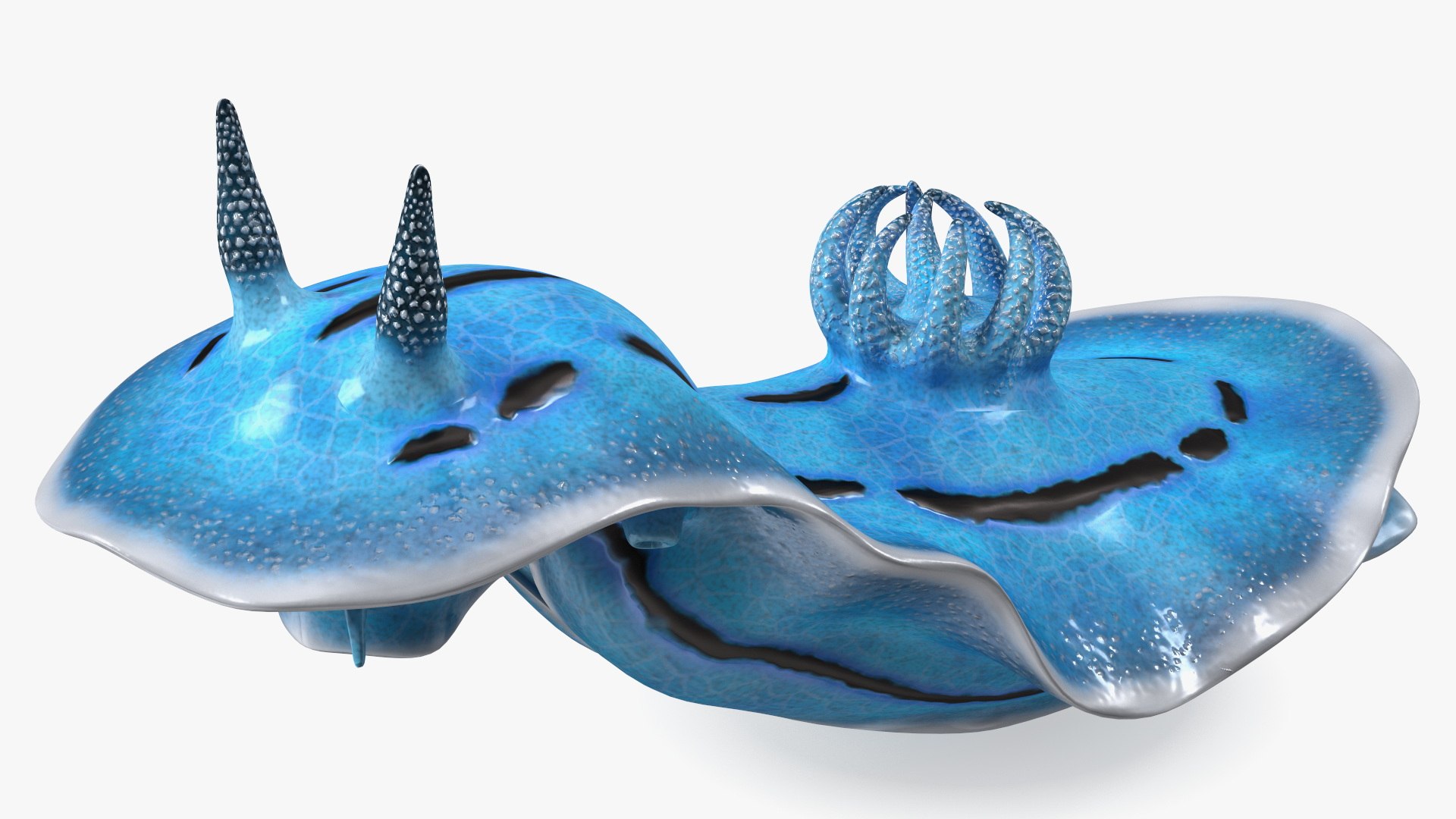 Blue Sea Slug Rigged 3D model preview