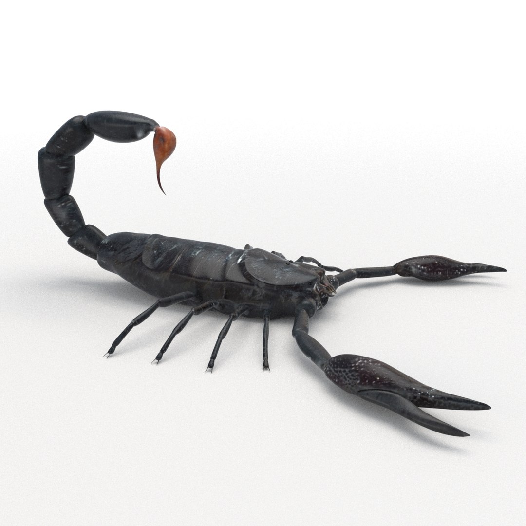 3D Scorpion Rigging - TurboSquid 1197728