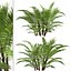 Set of Dwarf Sugar Palm or Arenga engleri Trees - 2 Trees 3D model