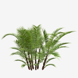 Set of Dwarf Sugar Palm or Arenga engleri Trees - 2 Trees 3D model