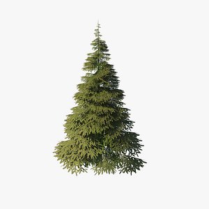 3D Spruce tree v3 model