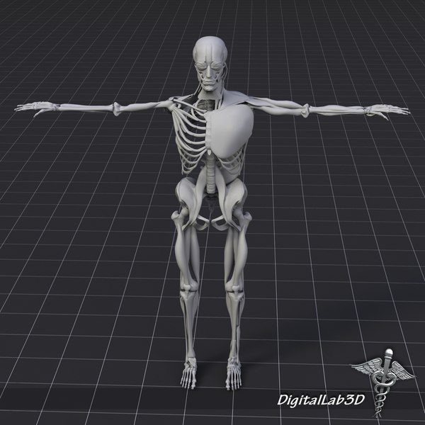 3d human bone muscle structure model