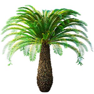 3D Ornamental Evergreen Palm Tree exotic tropical