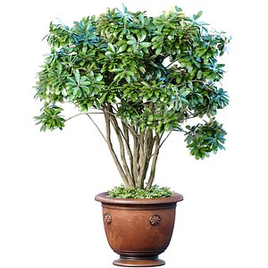 3D A money tree in a classic potted flowerpot Indoor plant