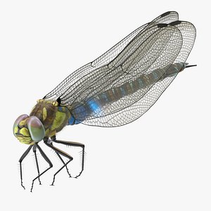 dragonfly pose 03 3d model