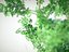 Aspen tree (Pyrus communis) (2)