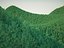 Aspen tree (Pyrus communis) (2)