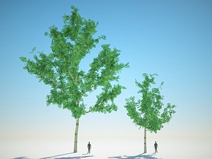 Aspen tree (Pyrus communis) (2)