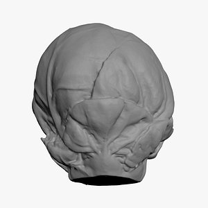 3D model Brussels Sprout 04 for 3D Print
