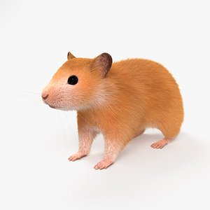 hamster mammal animal 3D