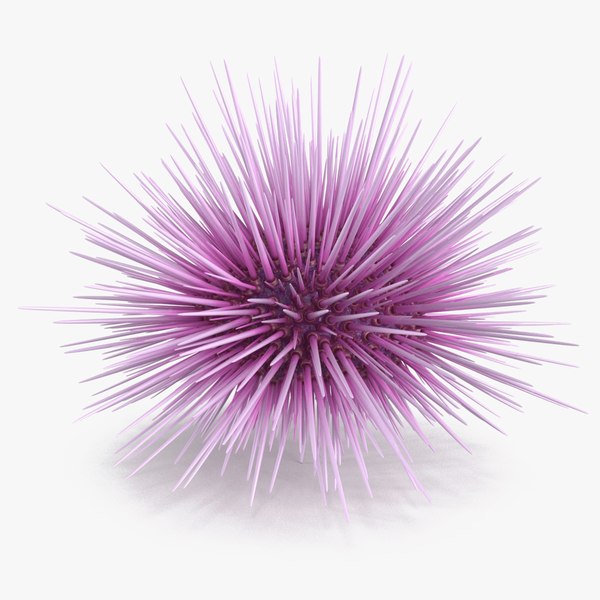 3D Purple Sea Urchin