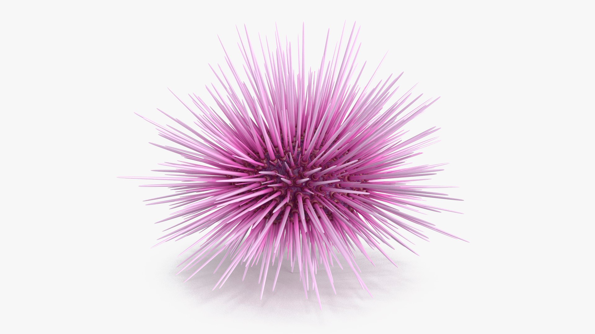 Purple Sea Urchin 3D model preview