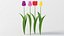 realistic tulip flower 3D