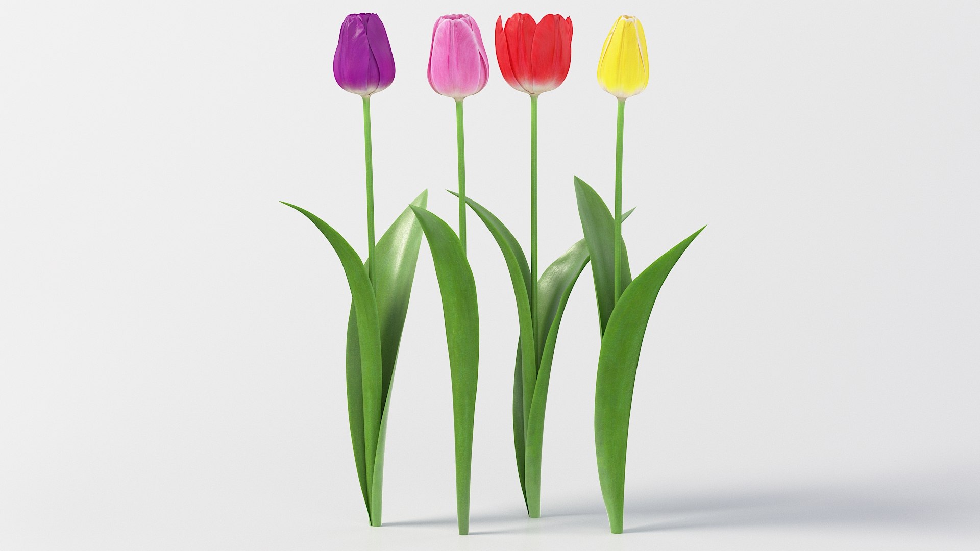 Flowers Bundle 3D https://p.turbosquid.com/ts-thumb/wU/ZgnotR/JC/flower_tulip_02/jpg/1788487703/1920x1080/fit_q87/cdf355d419f985223fd83572c780de93f1cb2ff2/flower_tulip_02.jpg