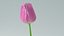 realistic tulip flower 3D