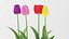 realistic tulip flower 3D