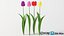 realistic tulip flower 3D