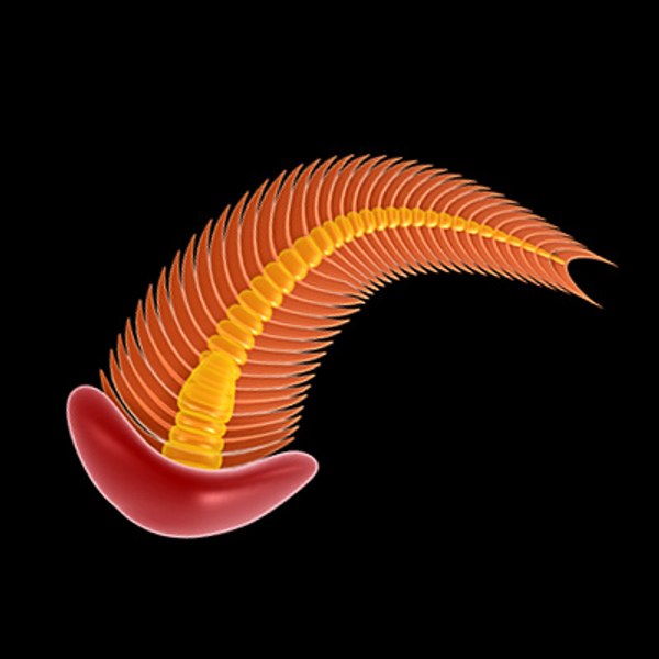 spriggina ediacaran curve 3d model