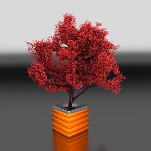 Potted Burning bush tree form