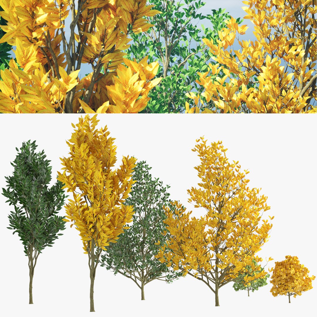 3D model Forest Saplings in Fall and Summer - TurboSquid 2138568