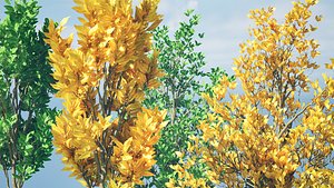 3D model Forest Saplings in Fall and Summer