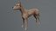 Hund 3D