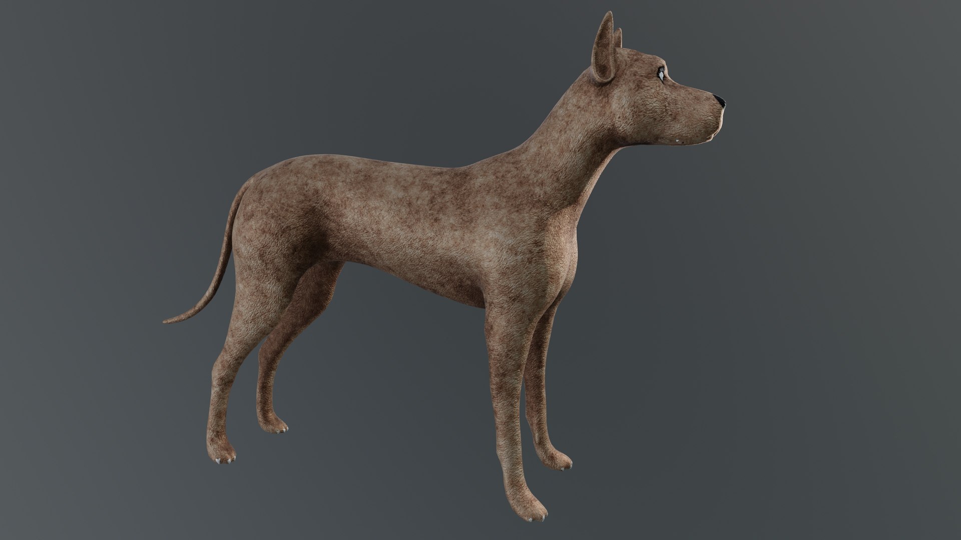 3D Dog 3D model https://p.turbosquid.com/ts-thumb/wV/0mqCUn/Uf/tbrender_001/jpg/1758521710/1920x1080/fit_q87/9af0815e7925f5ac6751f5f306bcf03eb638ab41/tbrender_001.jpg