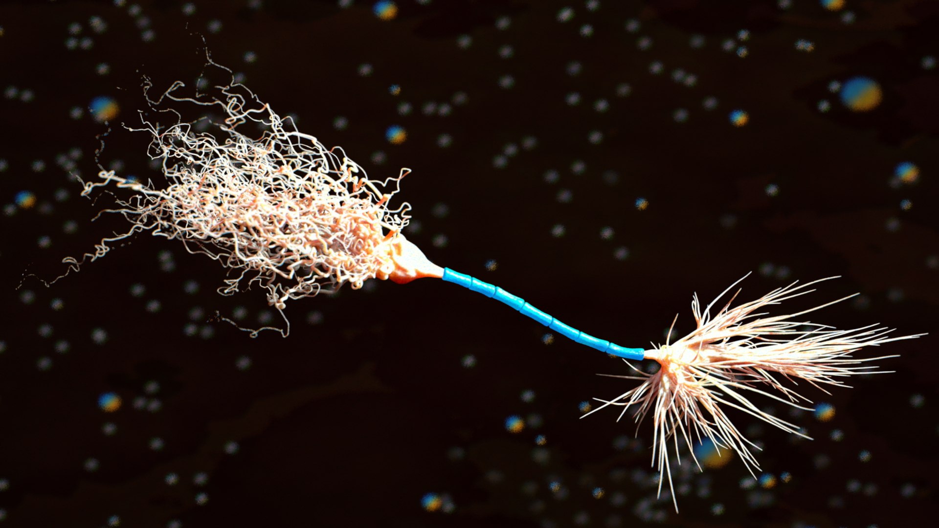 Neuron Myelin Sheath 3d Fbx