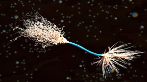 neuron myelin sheath 3d fbx