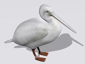 Pelican
