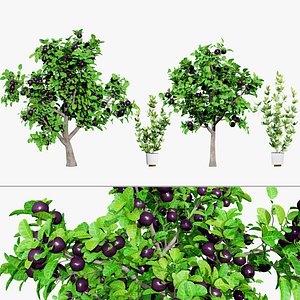 Passion Fruit Tree Model