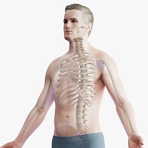 Human Male Body and Skeletal Systems model