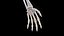 Human Male Body and Skeletal Systems