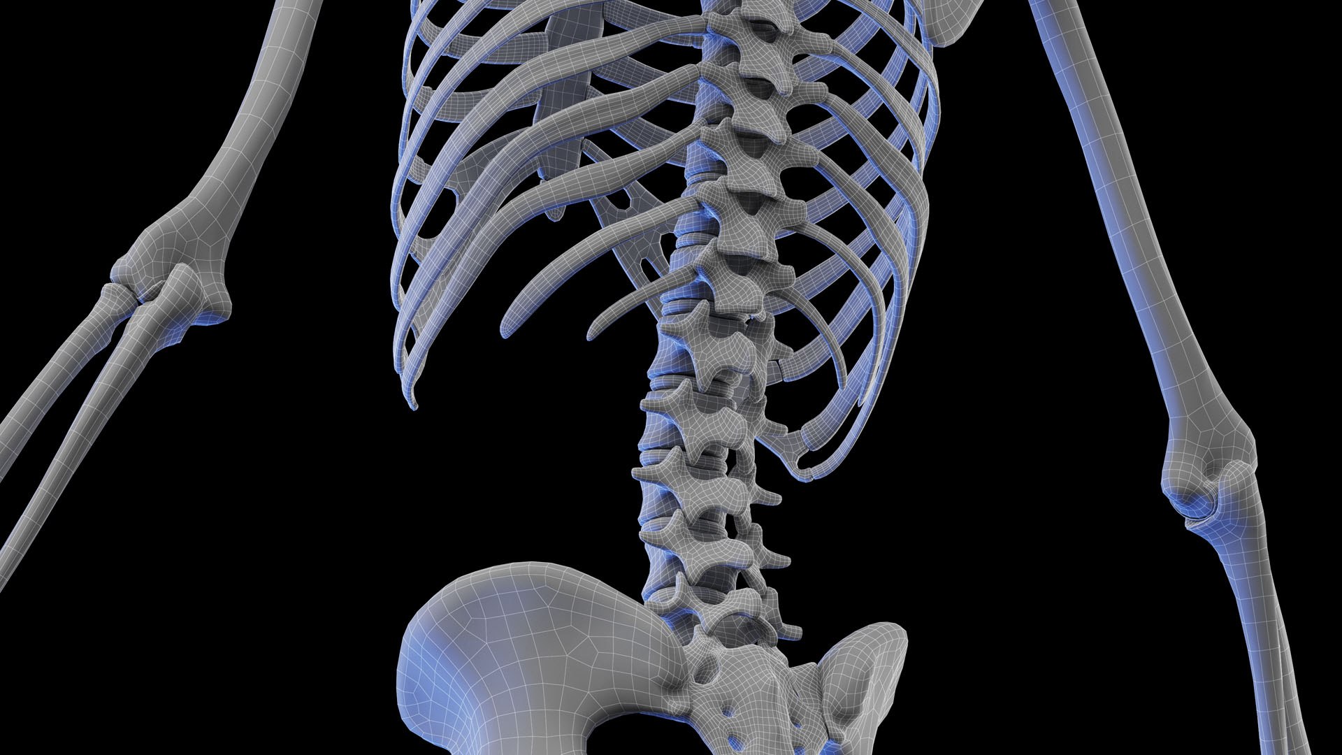 Human Male Body and Skeletal Systems model https://p.turbosquid.com/ts-thumb/wV/vSJuQ4/Ga/male_anatomy_skeleton_wire_03/jpg/1673686750/1920x1080/fit_q87/2d6f752c5220c1f2695e786592ea2360e71e6e35/male_anatomy_skeleton_wire_03.jpg