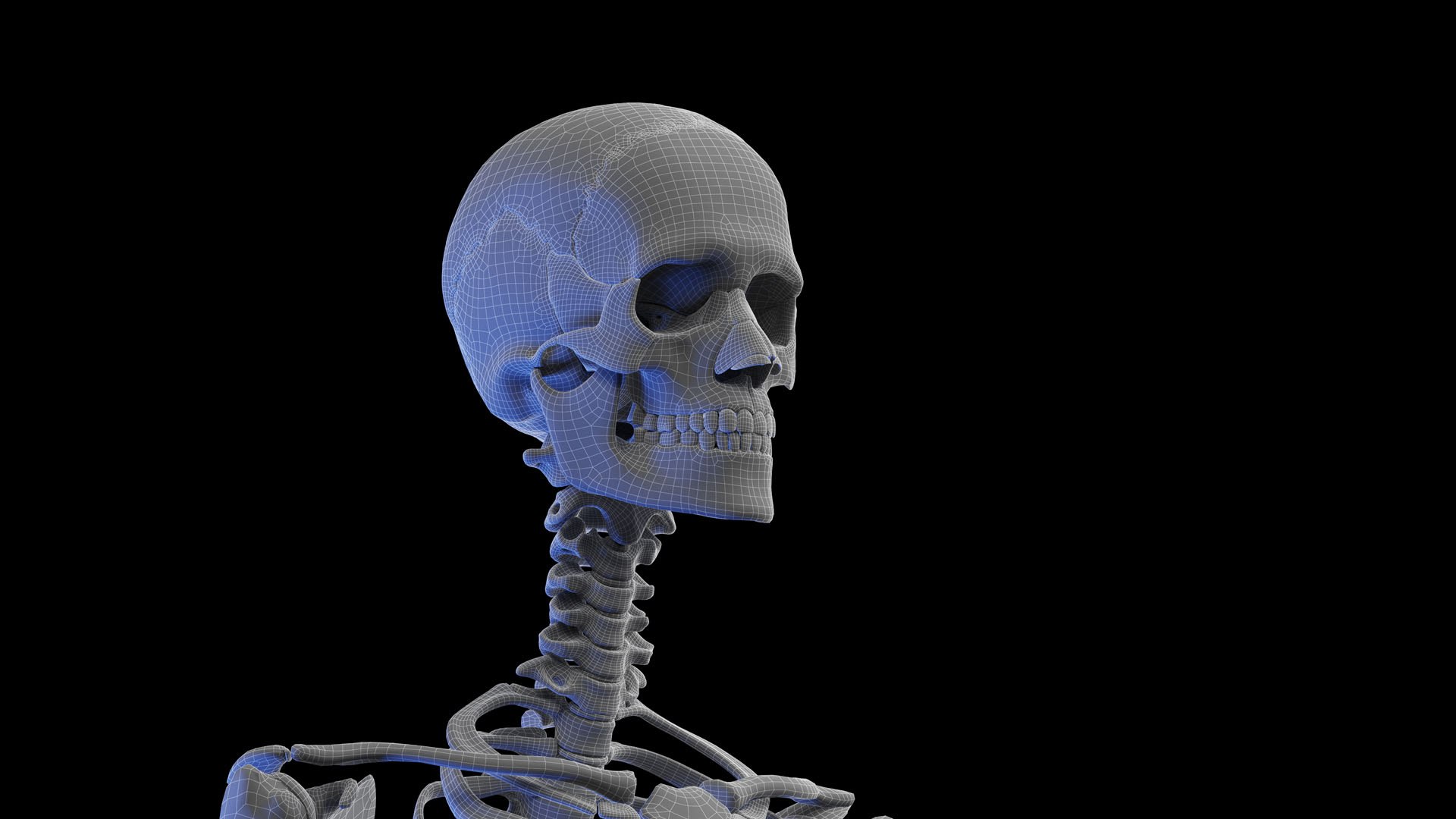 Human Male Body and Skeletal Systems model https://p.turbosquid.com/ts-thumb/wV/vSJuQ4/RW/male_anatomy_skeleton_wire_05/jpg/1673686752/1920x1080/fit_q87/2956760fb50676fce61089233ffb187e4b4d3866/male_anatomy_skeleton_wire_05.jpg