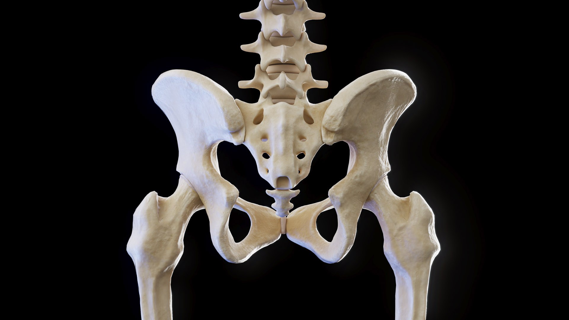 Human Male Body and Skeletal Systems model https://p.turbosquid.com/ts-thumb/wV/vSJuQ4/sA/male_anatomy_skeleton_07/jpg/1673686611/1920x1080/fit_q87/8c53212d15fcd52693a642c8428568411f190c6d/male_anatomy_skeleton_07.jpg