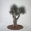 3d model olive tree