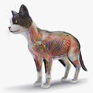 Full Cat Female Anatomy Static 3D model