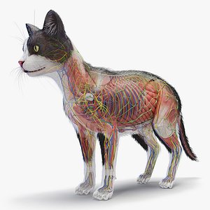 Full Cat Female Anatomy Static - Hair Cards