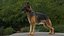 German Shepherd RIGGED