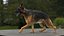 German Shepherd RIGGED