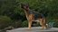 German Shepherd RIGGED