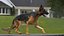 German Shepherd RIGGED